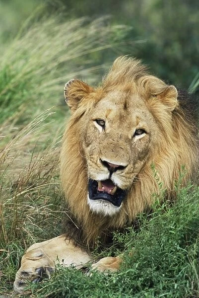 Male lion, Panthera leo
