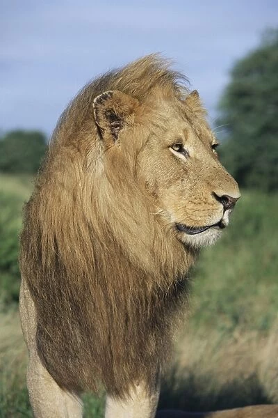 Male lion, Panthera leo