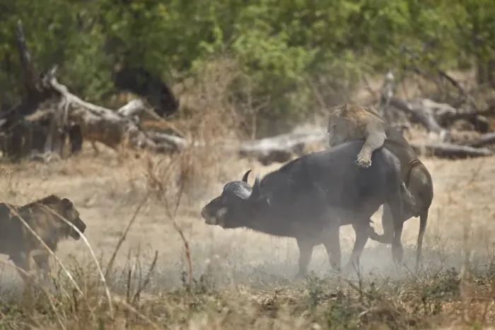 Framed Print : Two male lion (Panthera leo) attacking a Cape Buffalo (African Buffalo) (Syncerus caffer) Framed Print : Two male lion (Panthera leo) attacking a Cape Buffalo (African Buffalo) (Syncerus caffer)