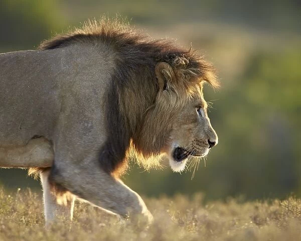 Male lion (Panthera leo), backlit, Addo Elephant National Park, South Africa, Africa