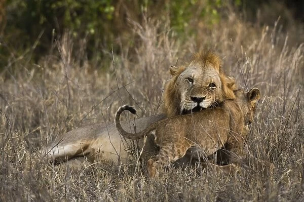 A male lion (Panthera leo) with its cub, Tsavo, Kenya, East Africa, Africa