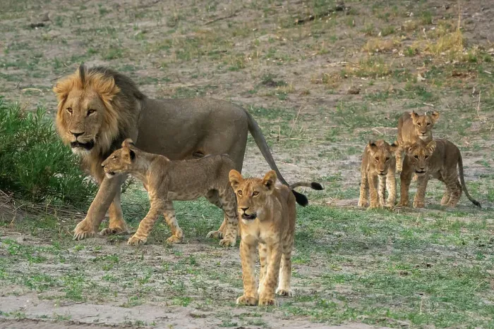 Framed Print : A male lion (Panthera leo) with its cubs, Savuti, Chobe National Park, Botswana, Africa Framed Print : A male lion (Panthera leo) with its cubs, Savuti, Chobe National Park, Botswana, Africa