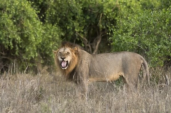 A male lion (Panthera leo), doing the flehmen grimace, Tsavo, Kenya, East Africa, Africa