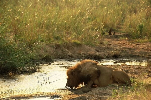 Male lion (Panthera leo) drinking