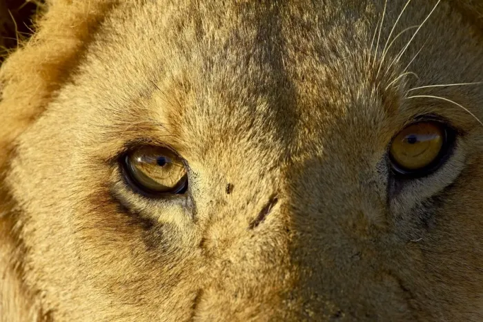 Framed Print : Male lion (Panthera leo) face Framed Print : Male lion (Panthera leo) face