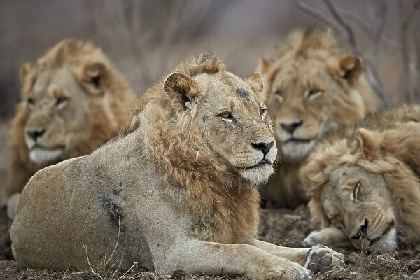 Four male lion (Panthera leo), Kruger National Park, South Africa, Africa