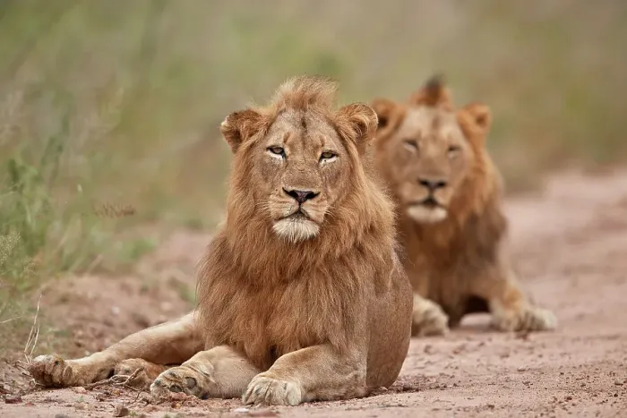 Framed Print : Two male Lion (Panthera leo), Kruger National Park, South Africa, Africa Framed Print : Two male Lion (Panthera leo), Kruger National Park, South Africa, Africa