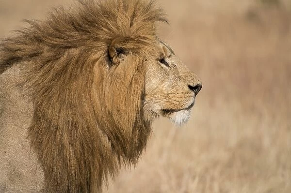 Male lion (Panthera Leo) of the Lemek pride in Lemek Conservancy, Masai Mara, Kenya