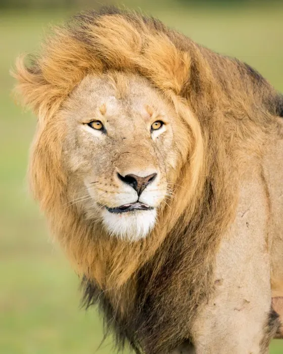 Framed Print : Male lion (Panthera leo), Masai Mara, Kenya, East Africa, Africa Framed Print : Male lion (Panthera leo), Masai Mara, Kenya, East Africa, Africa