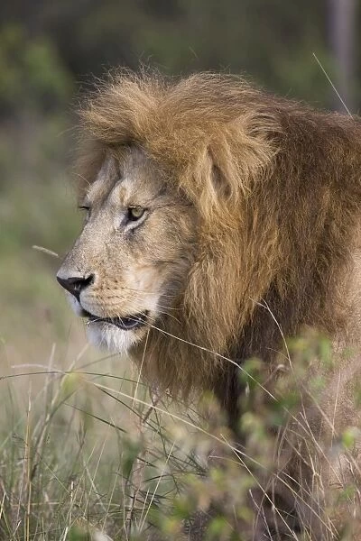 Male lion ((Panthera leo), Masai Mara National Reserve, Kenya, East Africa, Africa