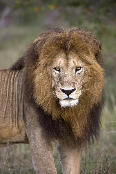 Male lion (Panthera leo), Masai Mara National Reserve, Kenya, East Africa, Africa