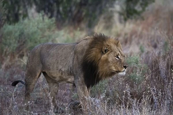 A male lion (Panthera leo) patrolling, Botswana, Africa