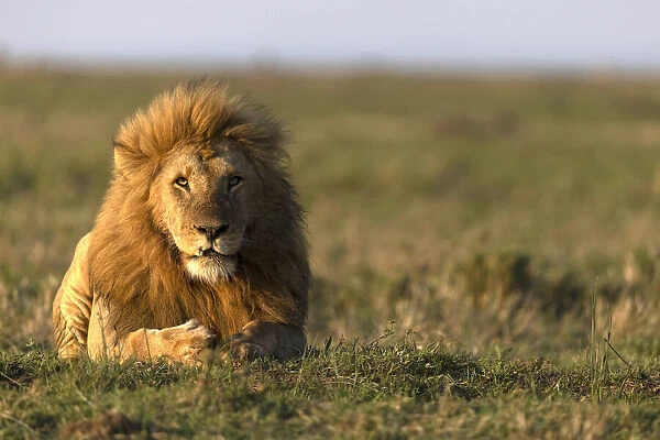 Male lion (Panthera leo) in savanna, Masai Mara National Reserve, Kenya, East Africa