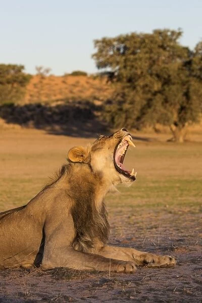 Male lion (Panthera leo) yawning, Kgalagadi Transfrontier Park, Northern Cape, South Africa