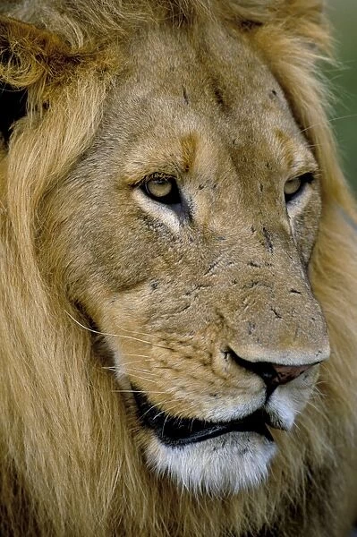 Male lion (Panthero leo)