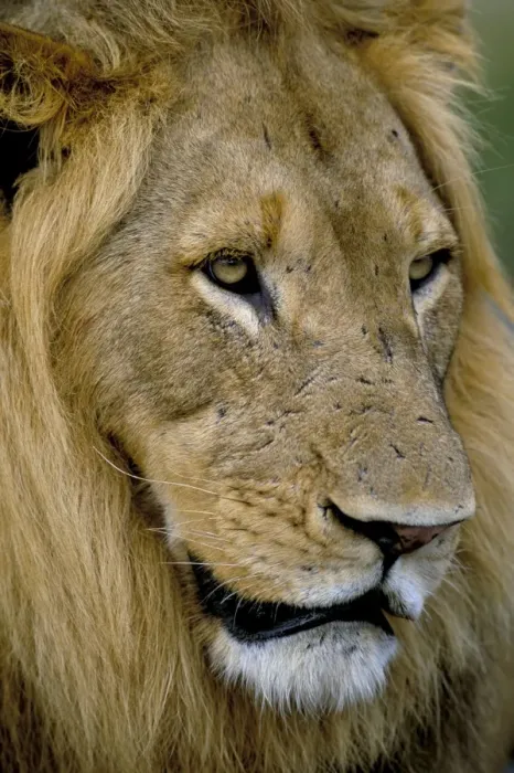 Framed Print : Male lion (Panthero leo) Framed Print : Male lion (Panthero leo)