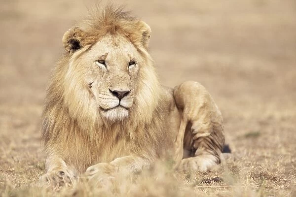 Male lion resting in the grass