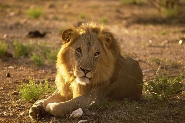 Male lion, Samburu National Reserve, Kenya, East Africa, Africa