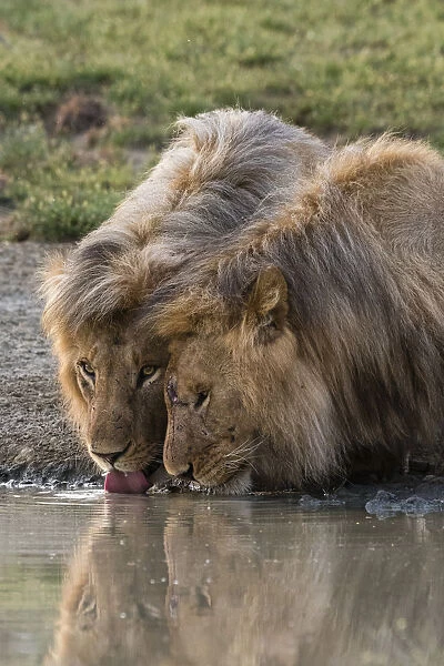 Two male lions (Panthera leo) drinking, Ndutu, Ngorongoro Conservation Area, Serengeti