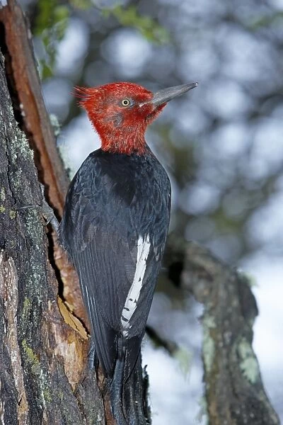 A male Magellanic woodpecker (Compephilus magellanicus), Torres del Paine National Park