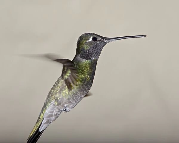 Male magnificent hummingbird (Eugenes fulgens) in flight, Madera Canyon