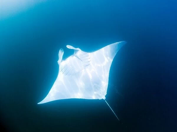 Male manta ray with almost pure white ventral surface, may be a new species, for now known as Manta alfredi, Yum Balam Marine Protected Area, Quintana Roo, Mexico, North America
