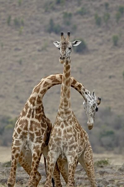 Two male Masai Giraffe (Giraffa camelopardalis tippelskirchi) sparring