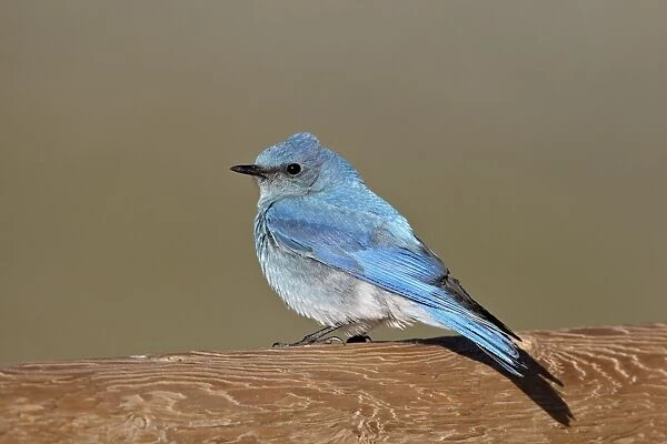 Male mountain bluebird (Sialia currucoides), Mount Evans, Arapaho-Roosevelt National Forest, Colorado, United States of America, North America