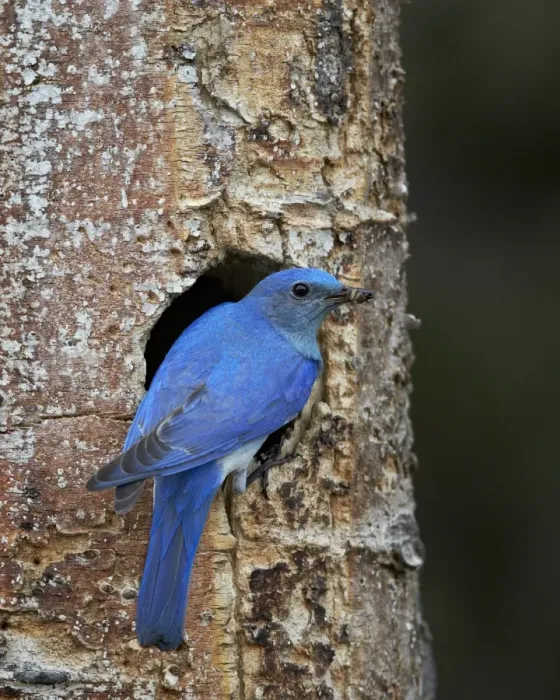 Framed Print : Male Mountain Bluebird (Sialia currucoides) with food at the nest, Yellowstone National Park, Wyoming, United States of America, North America Framed Print : Male Mountain Bluebird (Sialia currucoides) with food at the nest, Yellowstone National Park, Wyoming, United States of America, North America