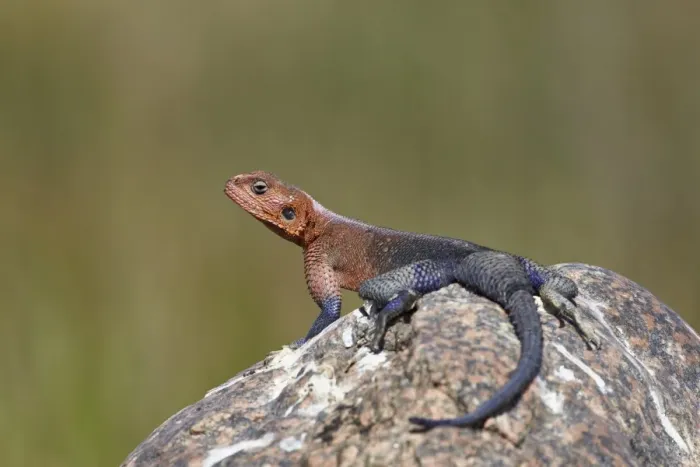 Framed Print : Male Mwanza flat-headed agama (Agama mwanzae), Serengeti National Park, Tanzania, East Africa, Africa Framed Print : Male Mwanza flat-headed agama (Agama mwanzae), Serengeti National Park, Tanzania, East Africa, Africa