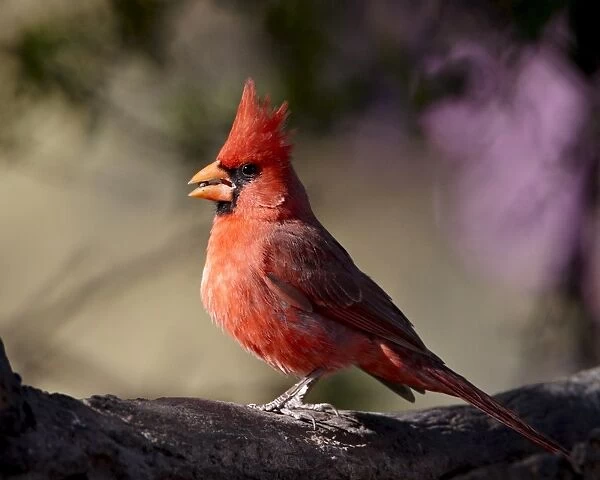 Male Northern cardinal (Cardinalis cardinalis), Chiricahuas, Coronado National Forest