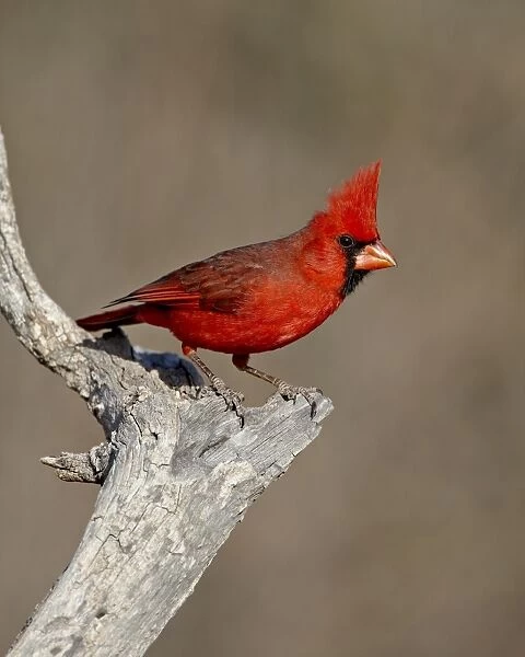 Male northern cardinal (Cardinalis cardinalis), The Pond, Amado, Arizona