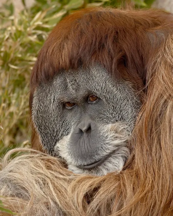 Framed Print : Male Orangutan (Pongo pygmaeus) in captivity, Rio Grande Zoo, Albuquerque Biological Park Framed Print : Male Orangutan (Pongo pygmaeus) in captivity, Rio Grande Zoo, Albuquerque Biological Park