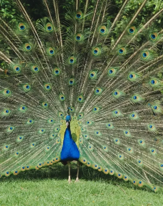 Framed Print : Male peacock Framed Print : Male peacock