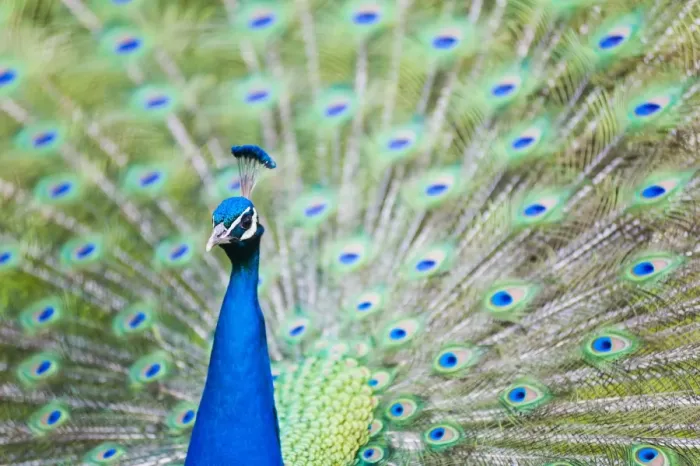 Framed Print : Male Peacock (Pavo cristatus) displaying Plumage at Leeds Castle, Maidstone, Kent, England, United Kingdom, Europe Framed Print : Male Peacock (Pavo cristatus) displaying Plumage at Leeds Castle, Maidstone, Kent, England, United Kingdom, Europe