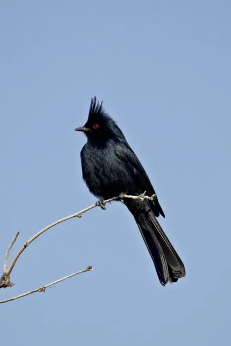 Framed Print : Male Phainopepla (Phainopepla nitens), San Bernadino County, California Framed Print : Male Phainopepla (Phainopepla nitens), San Bernadino County, California
