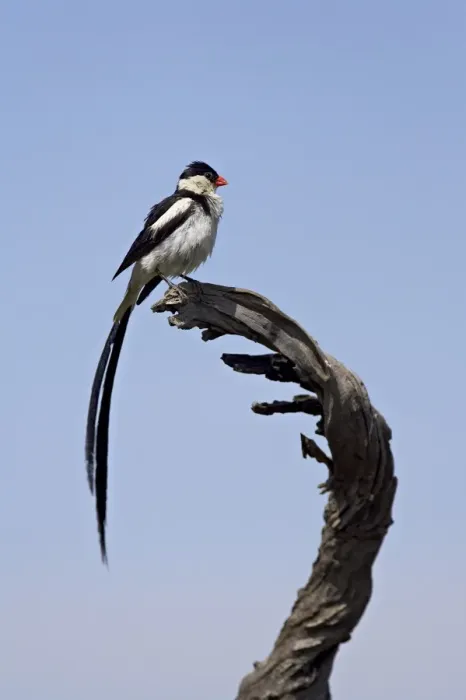 Framed Print : Male pin-tailed whydah (Vidua macroura), Pilanesberg National Park, South Africa, Africa Framed Print : Male pin-tailed whydah (Vidua macroura), Pilanesberg National Park, South Africa, Africa