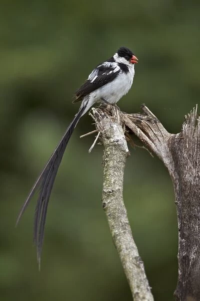 Male pin-tailed whydah (Vidua macroura), Addo Elephant National Park, South Africa, Africa