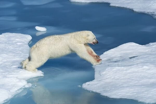 Male polar bear (Ursus maritimus) with blood on his nose and leg jumping over ice floes