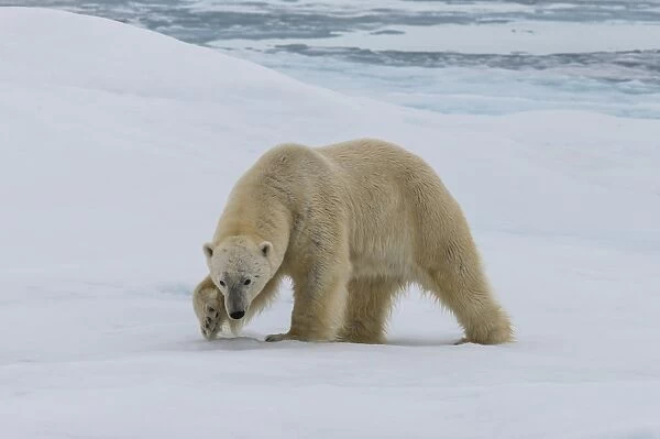 Male Polar bear (Ursus maritimus) walking on pack ice, Svalbard Archipelago, Barents Sea