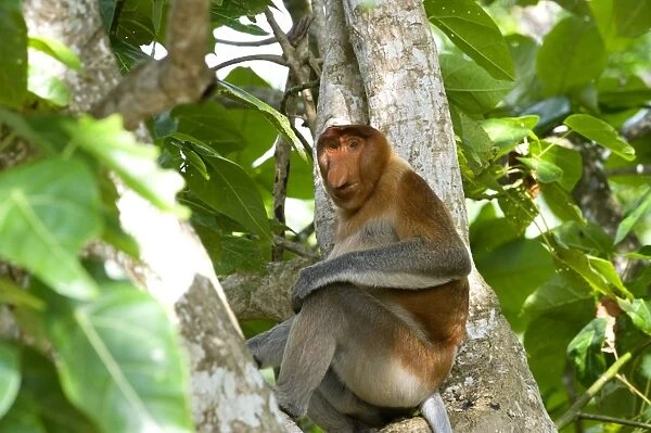 Male proboscis monkey (Narsalis larvatus) is only found on Borneo, Bako National Park, Sarawak, Borneo, Malaysia, Southeast Asia, Asia