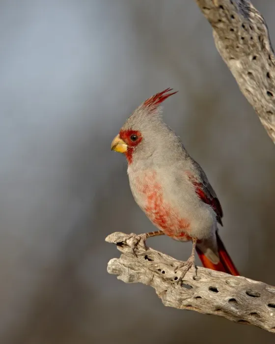 Framed Print : Male pyrrhuloxia (Cardinalis sinuatus), The Pond, Amado, Arizona, United States of America Framed Print : Male pyrrhuloxia (Cardinalis sinuatus), The Pond, Amado, Arizona, United States of America