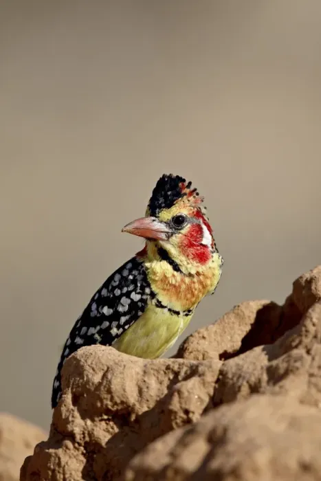 Framed Print : Male red-and-yellow barbet (Trachyphonus erythrocephalus), Samburu National Reserve Framed Print : Male red-and-yellow barbet (Trachyphonus erythrocephalus), Samburu National Reserve