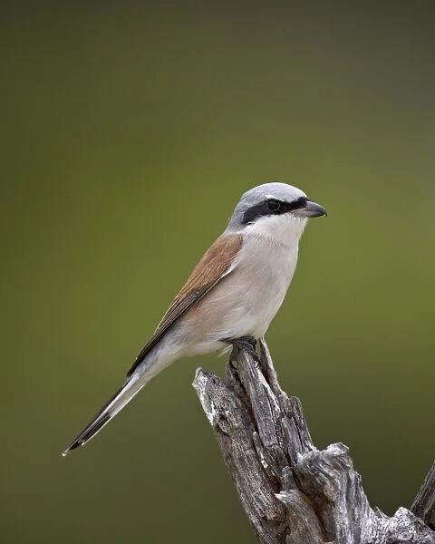 Male Red-Backed Shrike (Lanius collurio), Kruger National Park, South Africa, Africa