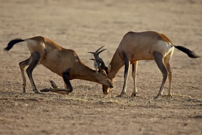 Framed Print : Two male red hartebeest (Alcelaphus buselaphus) sparring, Kgalagadi Transfrontier Park Framed Print : Two male red hartebeest (Alcelaphus buselaphus) sparring, Kgalagadi Transfrontier Park
