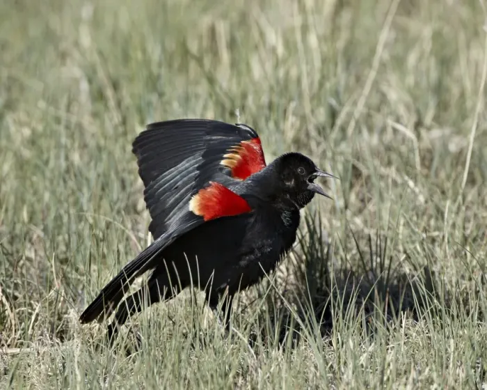 Framed Print : Male red-winged blackbird (Agelaius phoeniceus) displaying, Pawnee National Grassland, Colorado, United States of America, North America Framed Print : Male red-winged blackbird (Agelaius phoeniceus) displaying, Pawnee National Grassland, Colorado, United States of America, North America