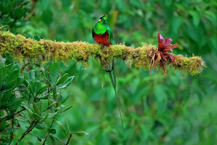 Framed Print : Male Resplendent quetzal (Pharomachrus mocinno) on branch, Costa Rica Framed Print : Male Resplendent quetzal (Pharomachrus mocinno) on branch, Costa Rica
