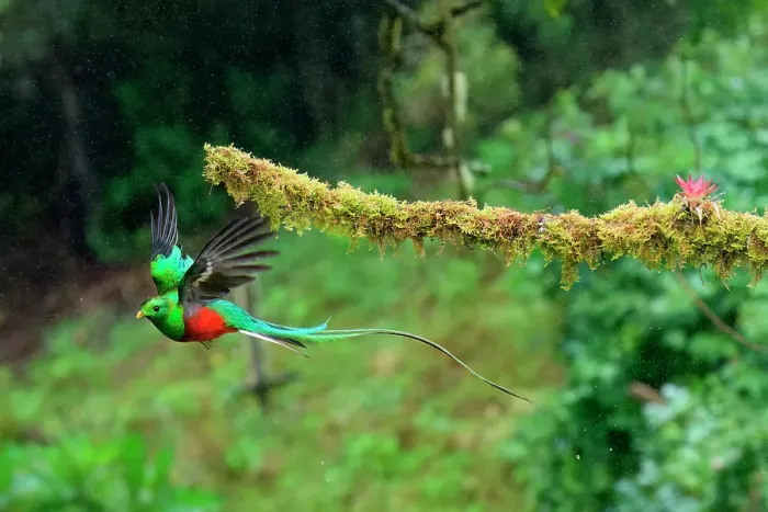 Framed Print : Male Resplendent quetzal (Pharomachrus mocinno) in flight, Costa Rica Framed Print : Male Resplendent quetzal (Pharomachrus mocinno) in flight, Costa Rica