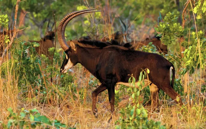 Framed Print : A male Sable Antelope (Hippotragus niger), its scimitar shaped horns up to 150cm long, sweeping upwards and backwards protect him from predators jumping on his back, Zambia, Africa Framed Print : A male Sable Antelope (Hippotragus niger), its scimitar shaped horns up to 150cm long, sweeping upwards and backwards protect him from predators jumping on his back, Zambia, Africa