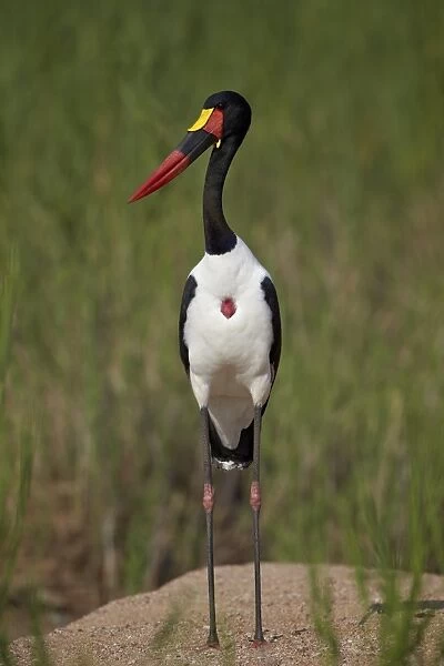 Male saddlebilled stork (Ephippiorhynchus senegalensis), Kruger National Park, South Africa, Africa